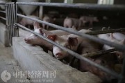 猪价今年来涨幅超30%