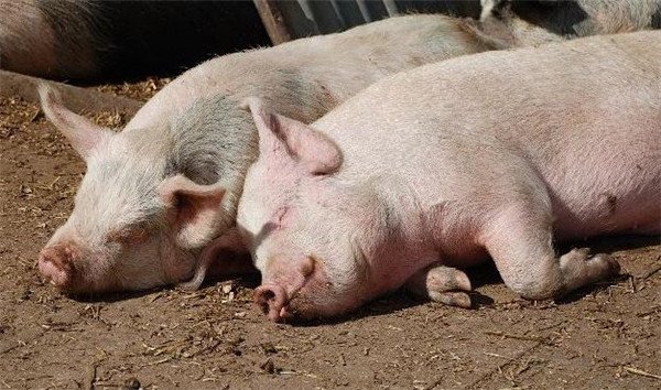 猪价再次冲击10元!2家猪企同一天投7.6亿扩产能,2024年猪价会否复刻2022年……